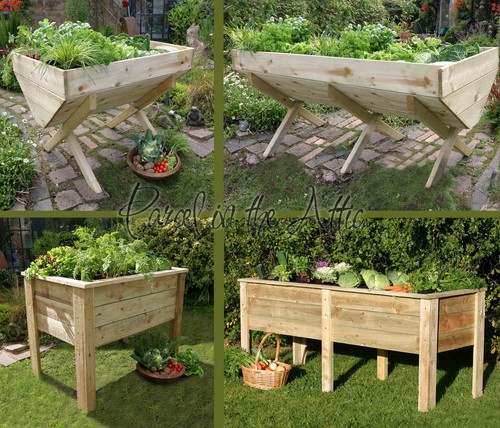 Large garden vegetable - garden, veg